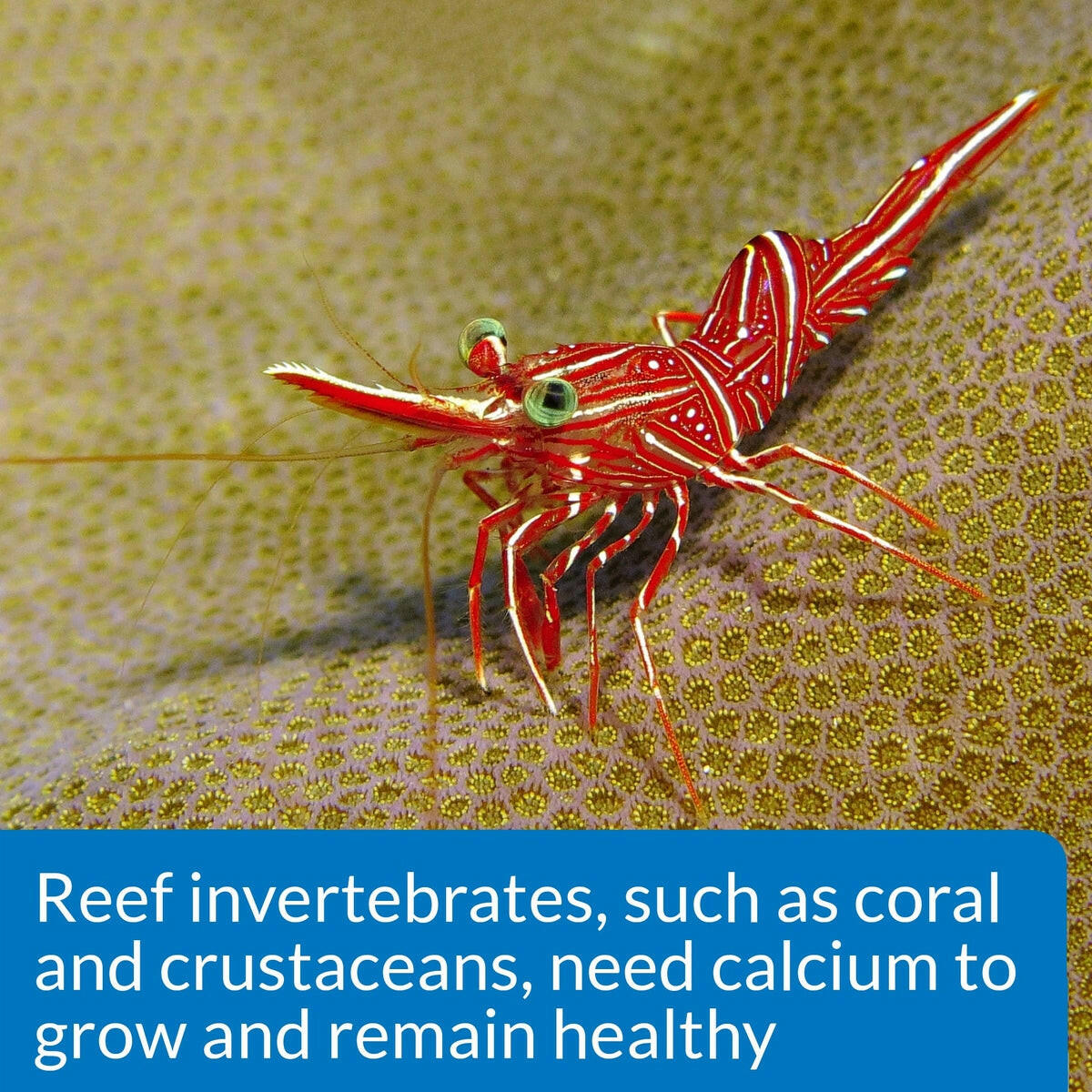 API Calcium Test Kit API