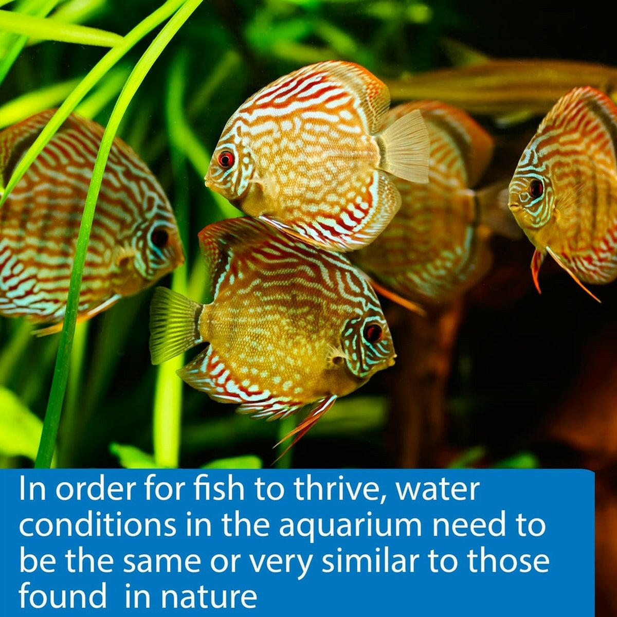 API PH Test Strips API