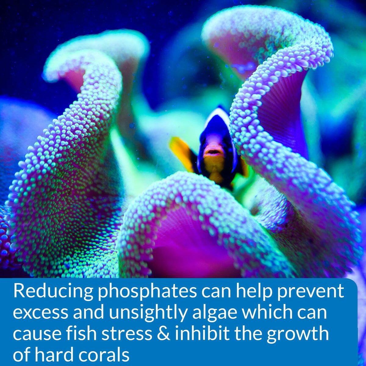 API Phosphate Test Kit API