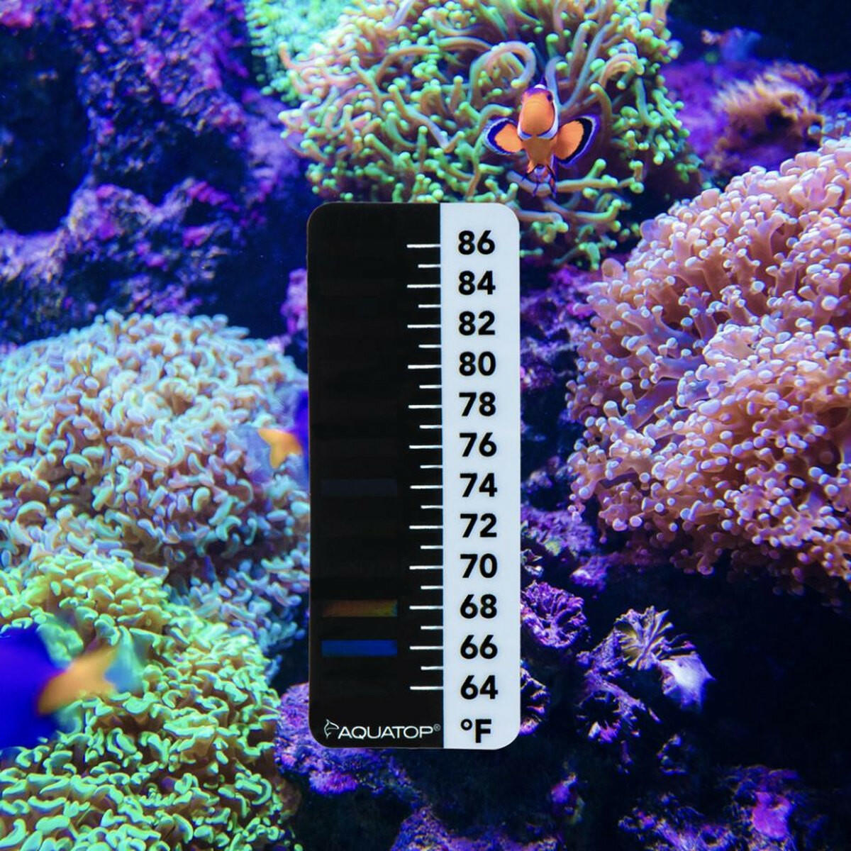 AQUATOP Stick-on LCD Digital Thermometer 1 x 2.5 inches, 64-86°F – ATSD-01 Aquatop