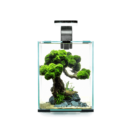 AquaEl Shrimp Set 30L 8 Gallons - Black AquaEl