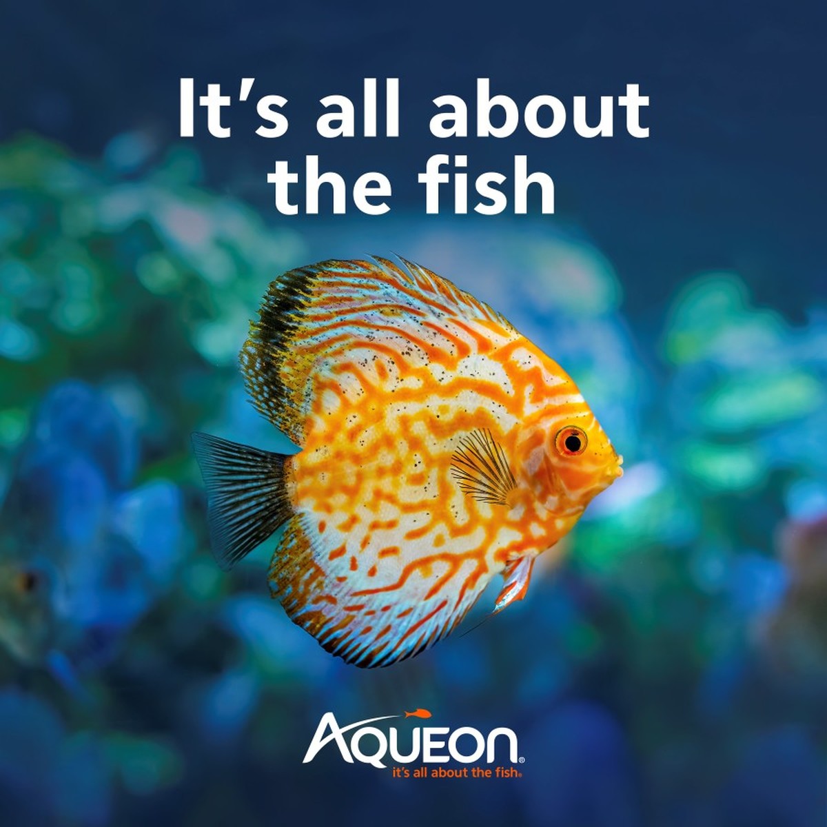Aqueon Monster Fish Medley Aqueon