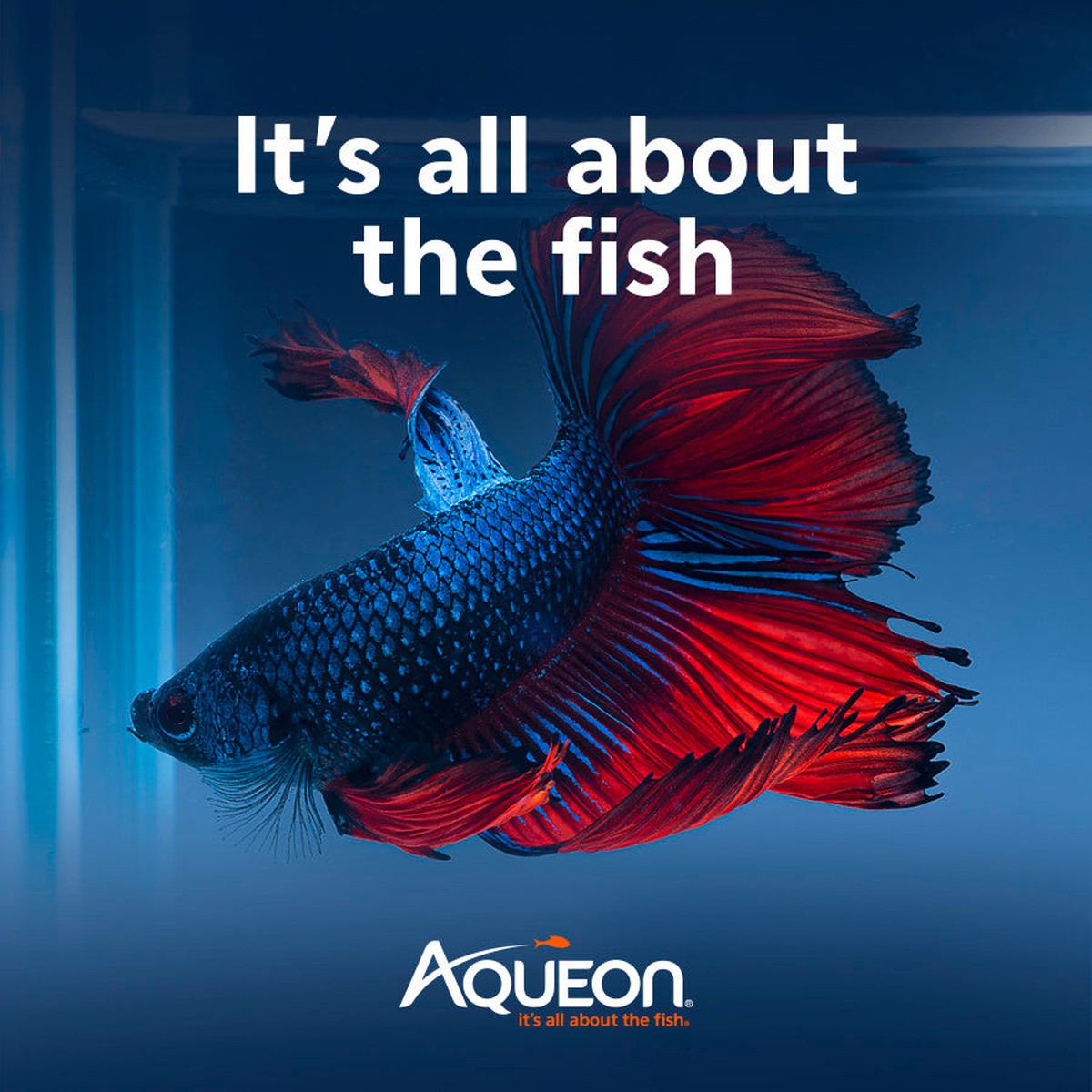 Aqueon PURE Betta Beads Aqueon