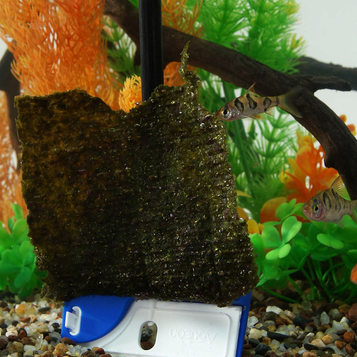 Aqueon ProScraper 3.0™ Short Aquarium Algae Scraper Aqueon