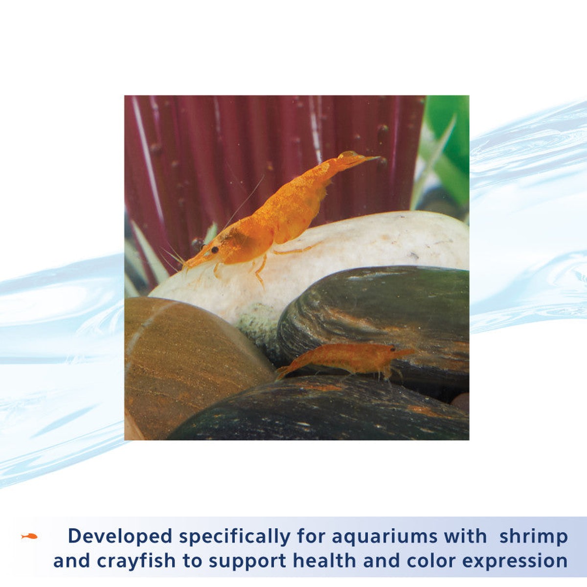 Aqueon Shrimp Tank Plus Aqueon