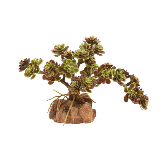 Zoo Med Desert Flora – Red Leaf Stonecrop Zoo-Med