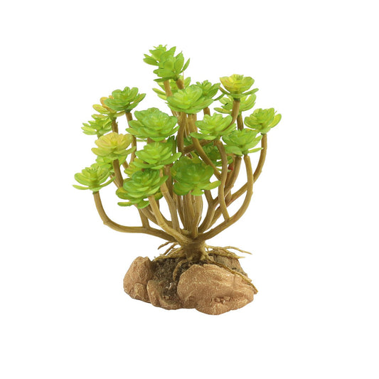 Zoo Med Desert Flora – Tree Houseleek Zoo-Med