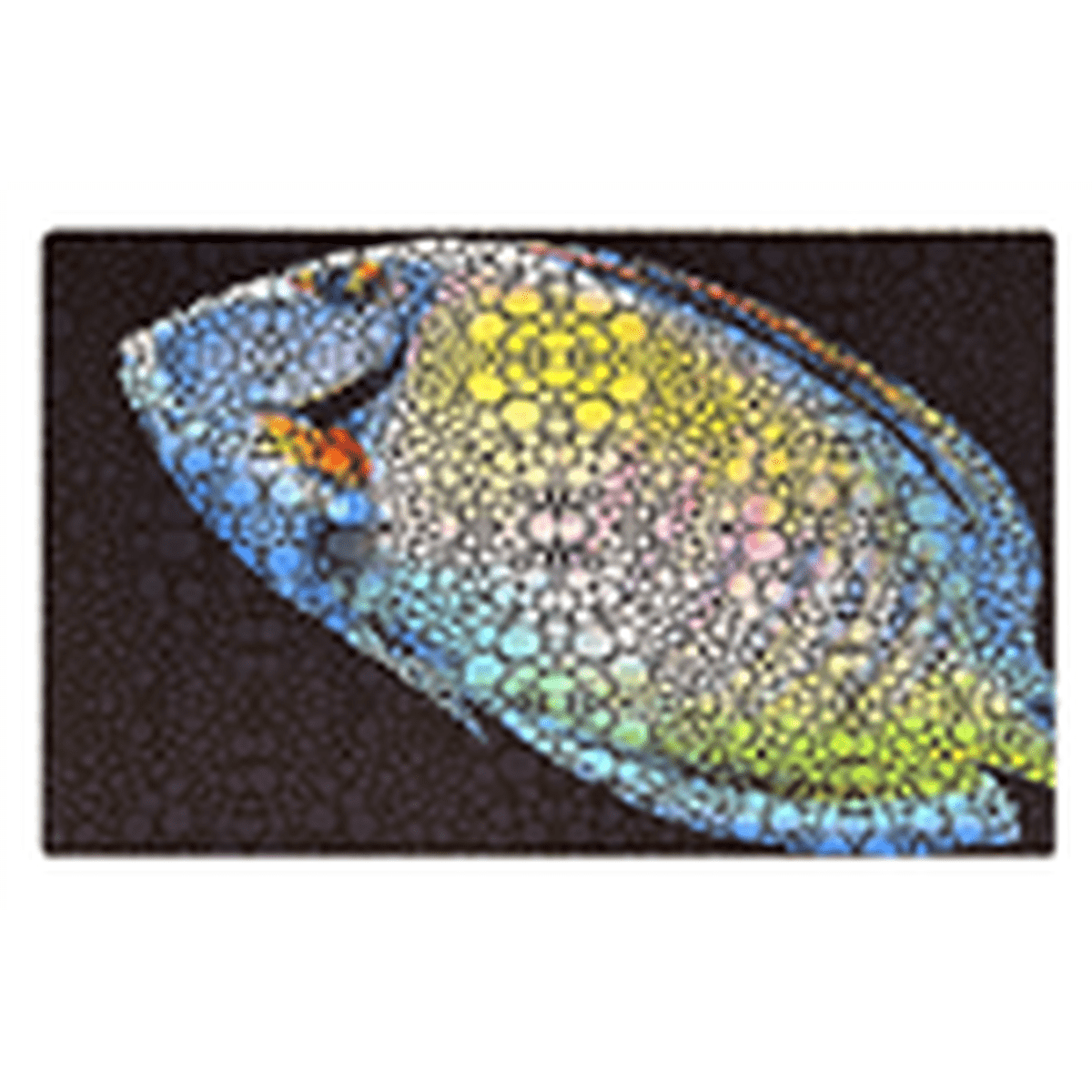 Flipper Aquarium Mat with Tang Artwork Flipper