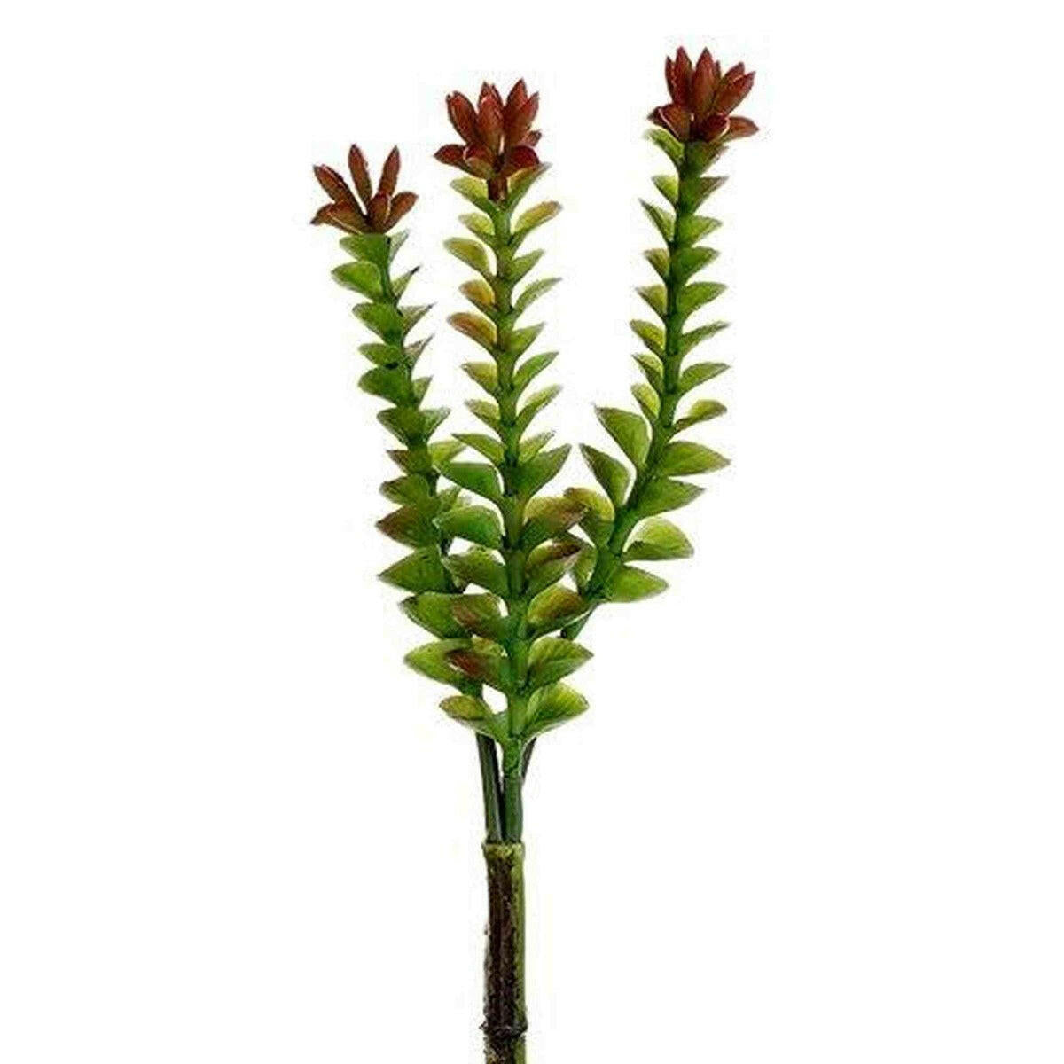 Tideline Naturescapes 8" Crassula Pick Green Burgundy Tideline
