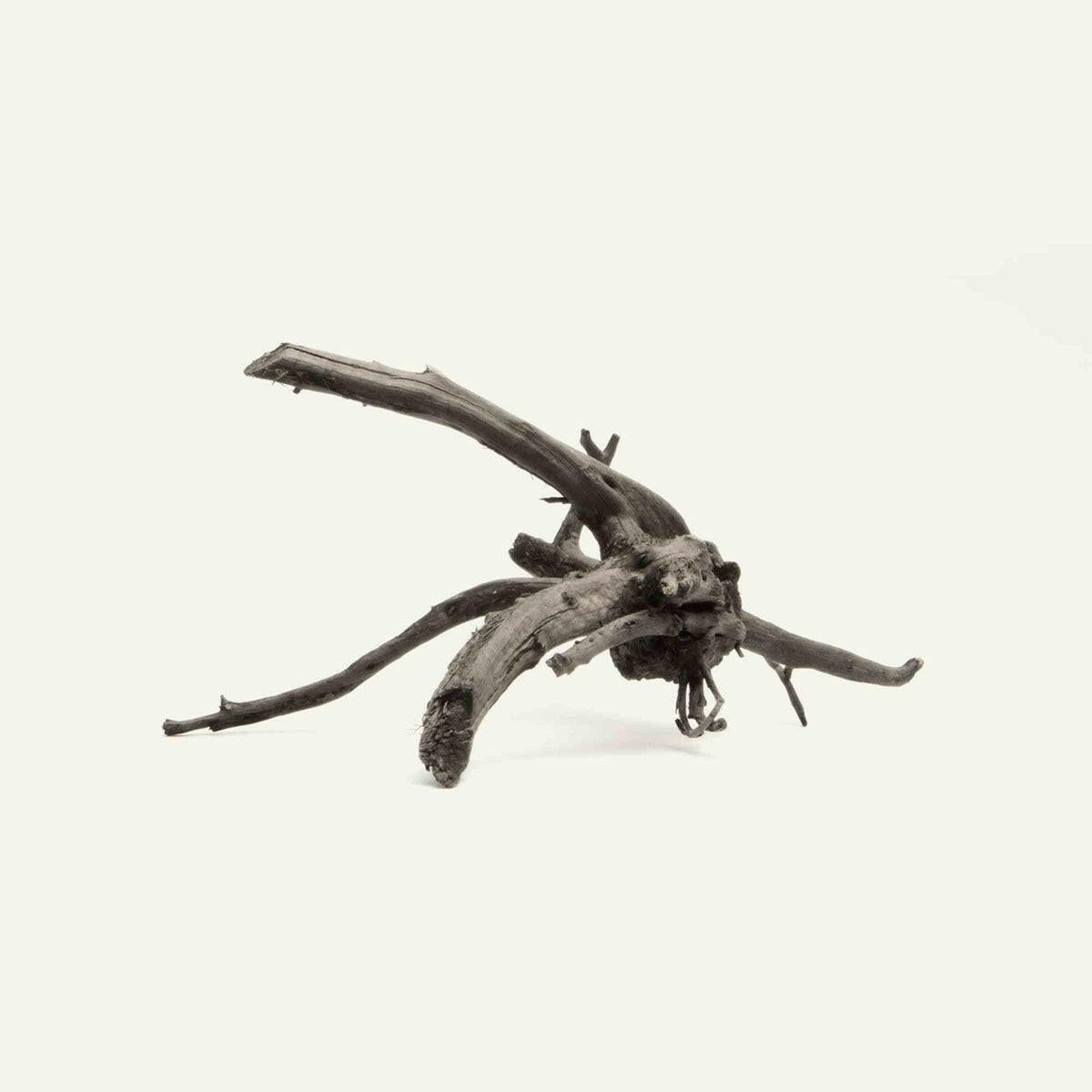 Tideline Naturescapes Black Spider Wood Tideline