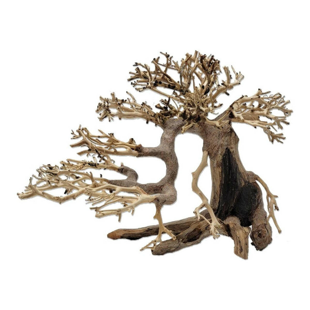 Tideline Naturescapes Dragon Bonsai Tideline