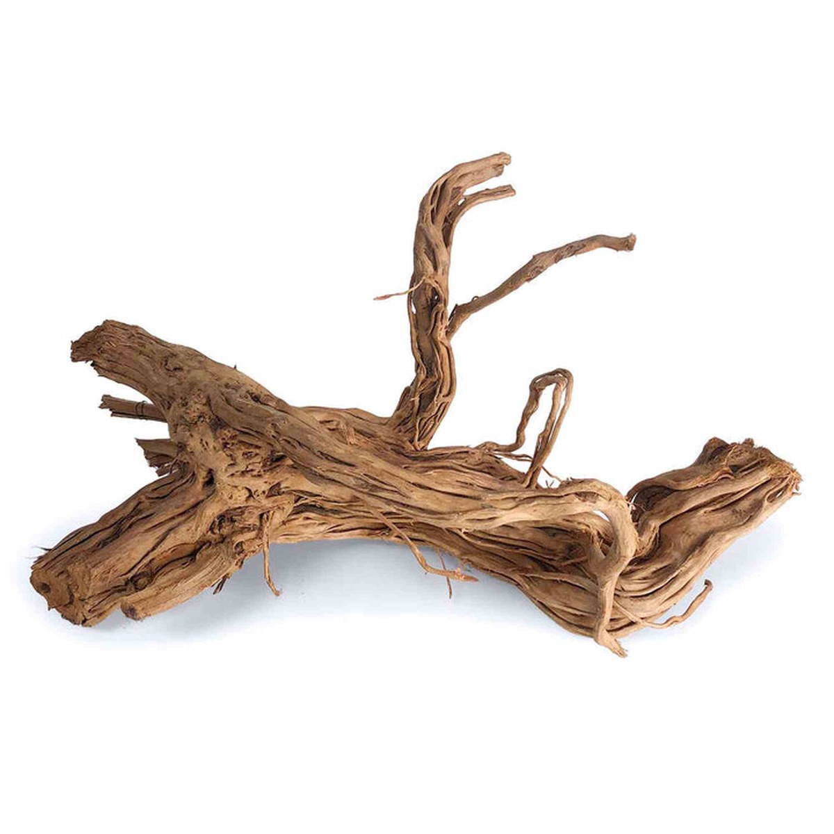 Tideline Naturescapes Dragon Root Tideline