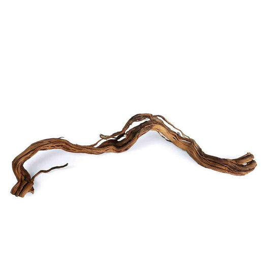 Tideline Naturescapes Dragon Root Tideline