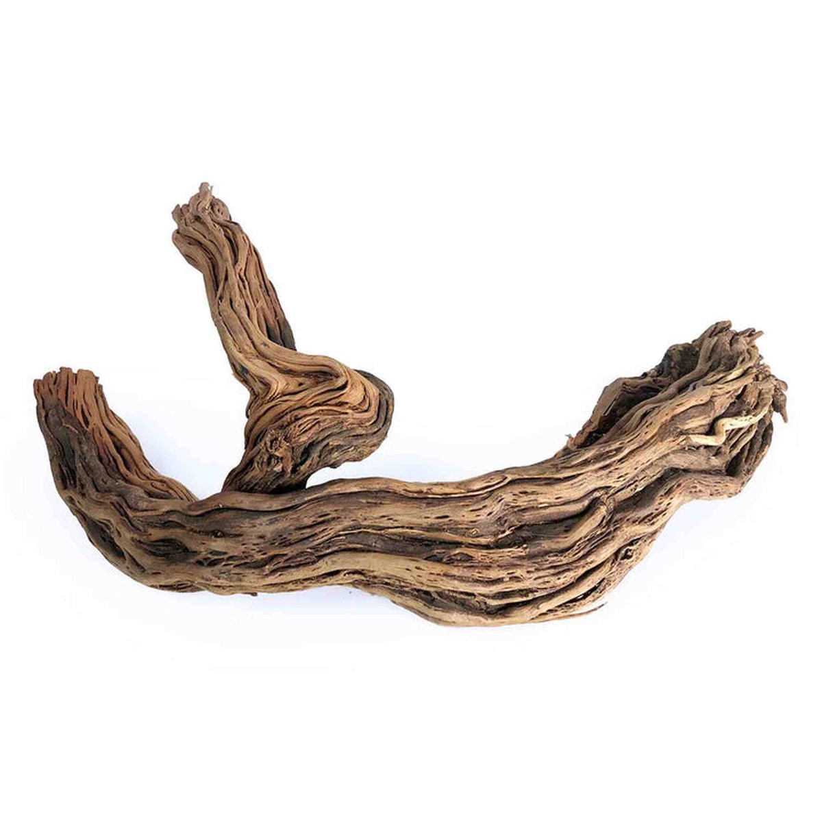 Tideline Naturescapes Dragon Root Tideline