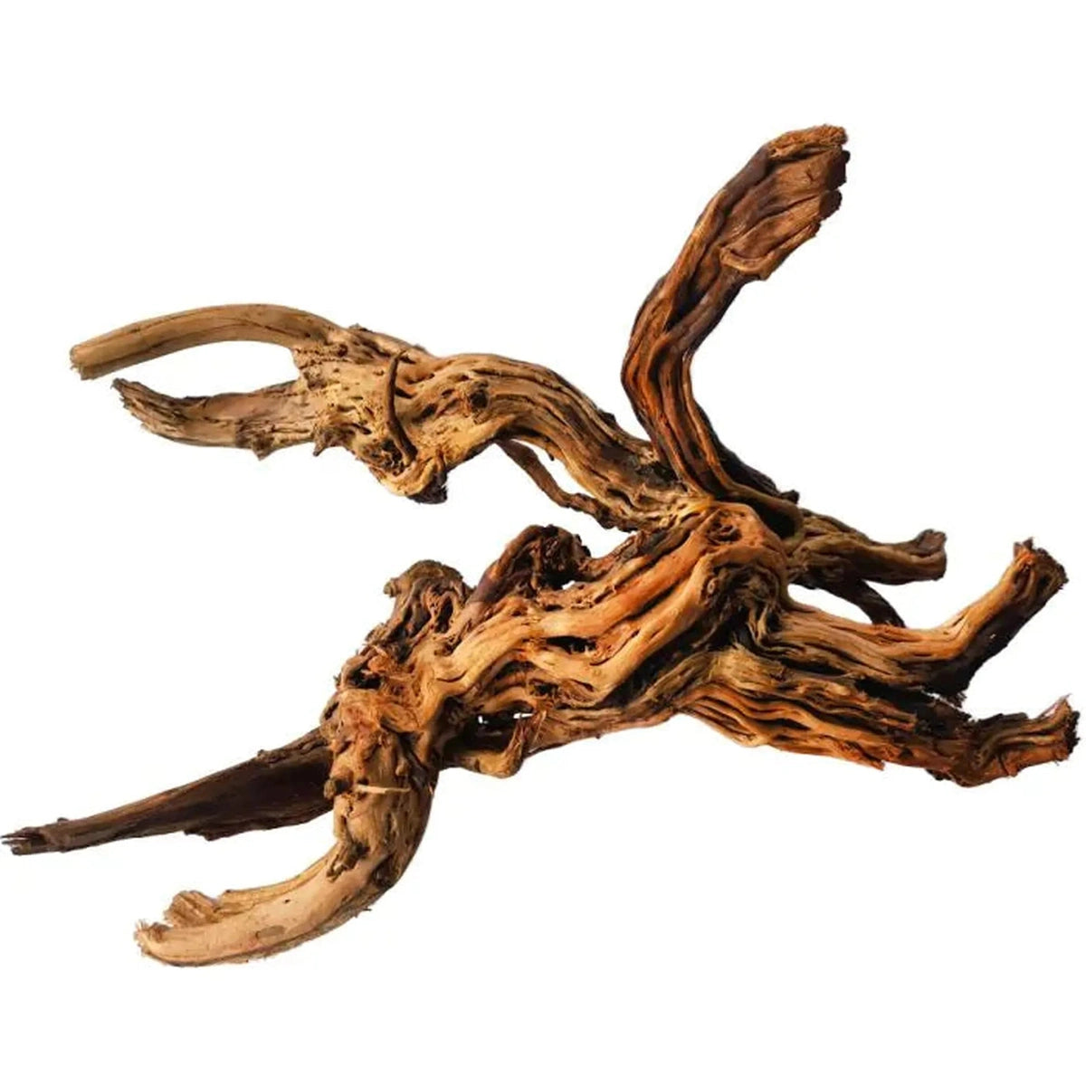 Tideline Naturescapes Dragon Root Tideline