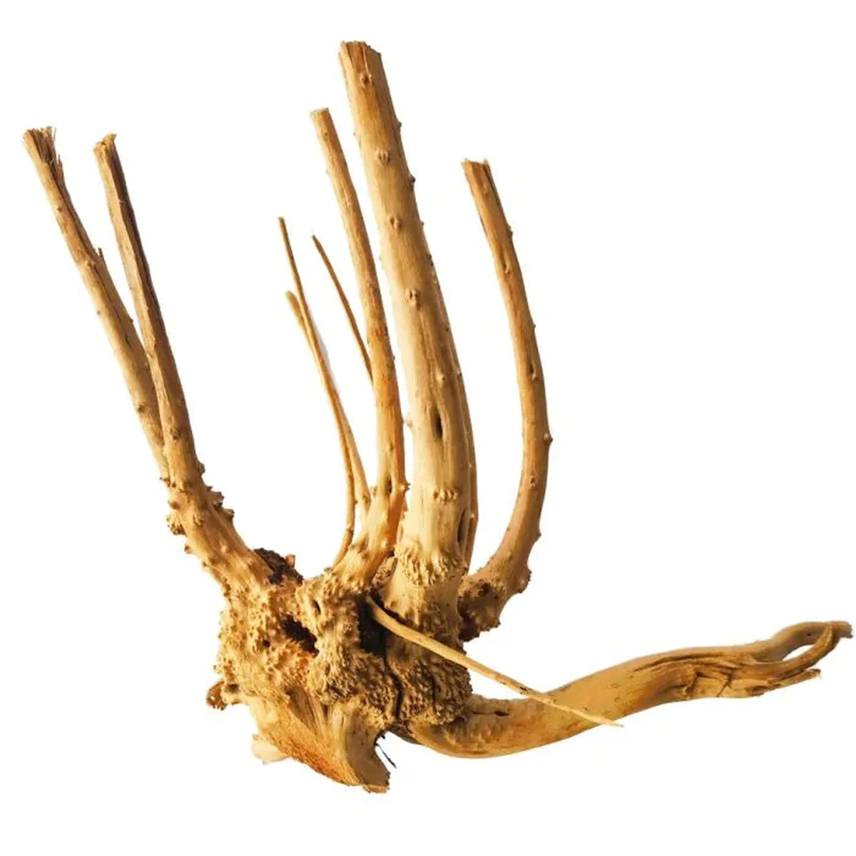 Tideline Naturescapes Pine Root Tideline