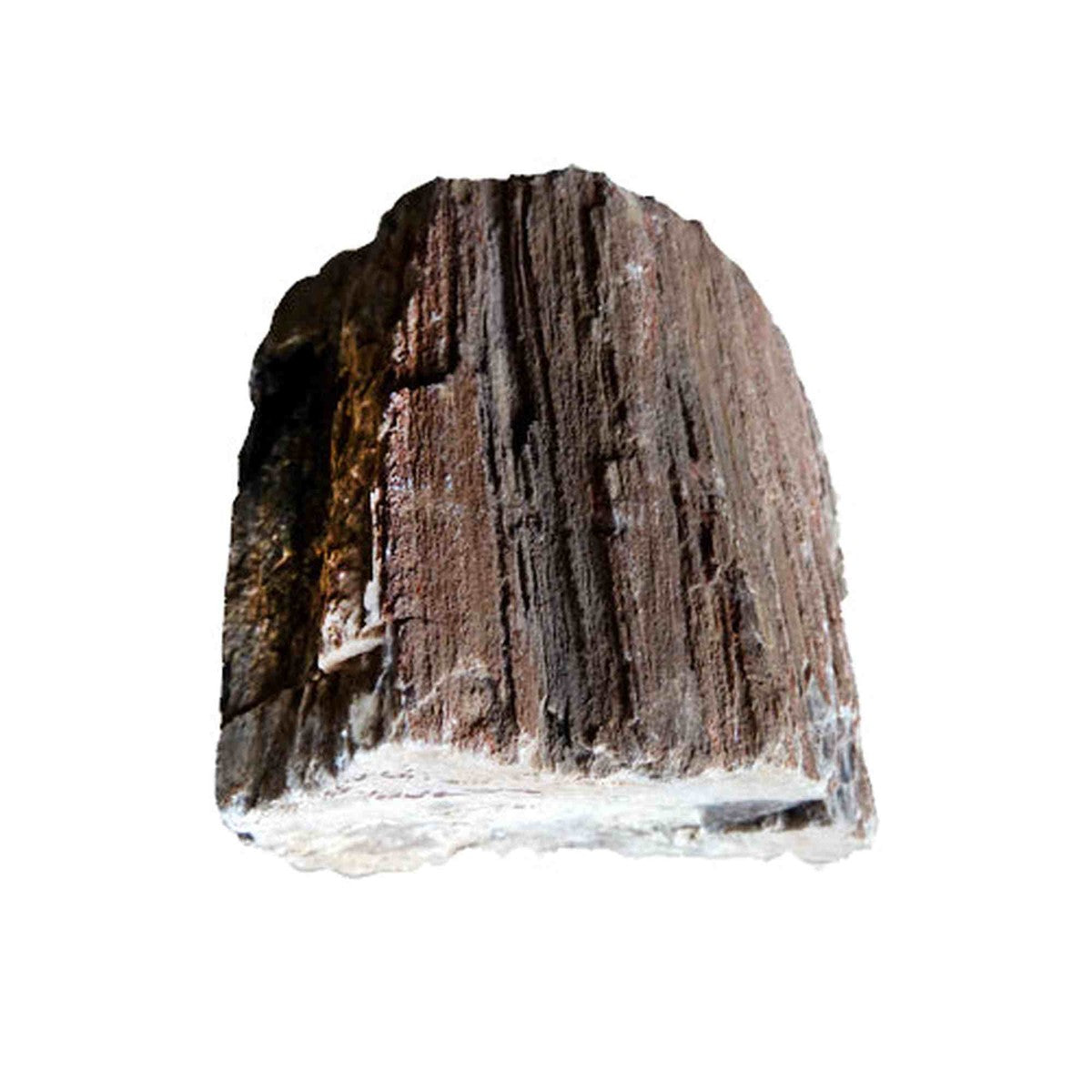 Tideline Naturescapes Wooden Fossil Stone Petrified Wood Stone Tideline