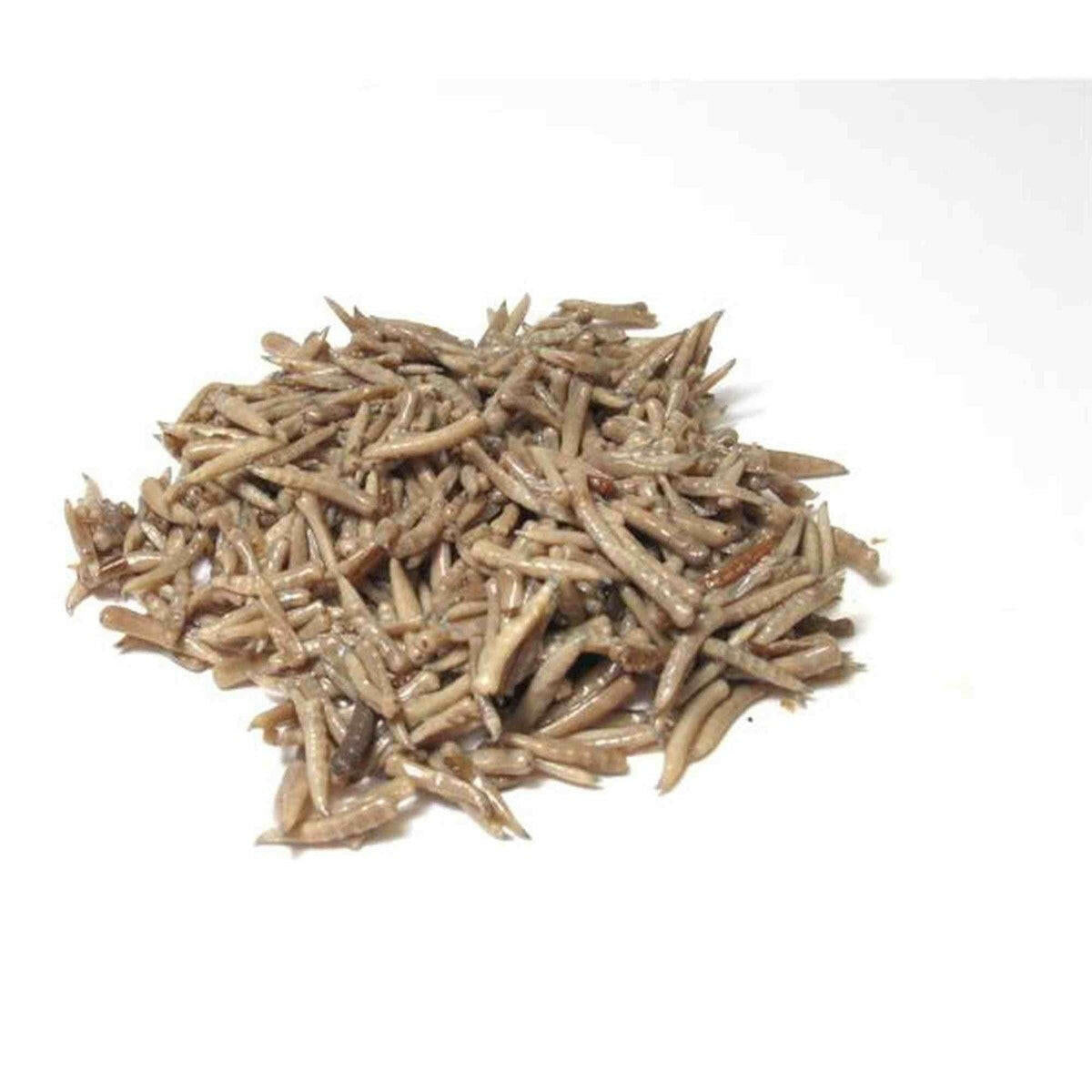 Timbuktu Outdoors Birdwatcher's Choice Fly Larvae Timbuktu Outdoors
