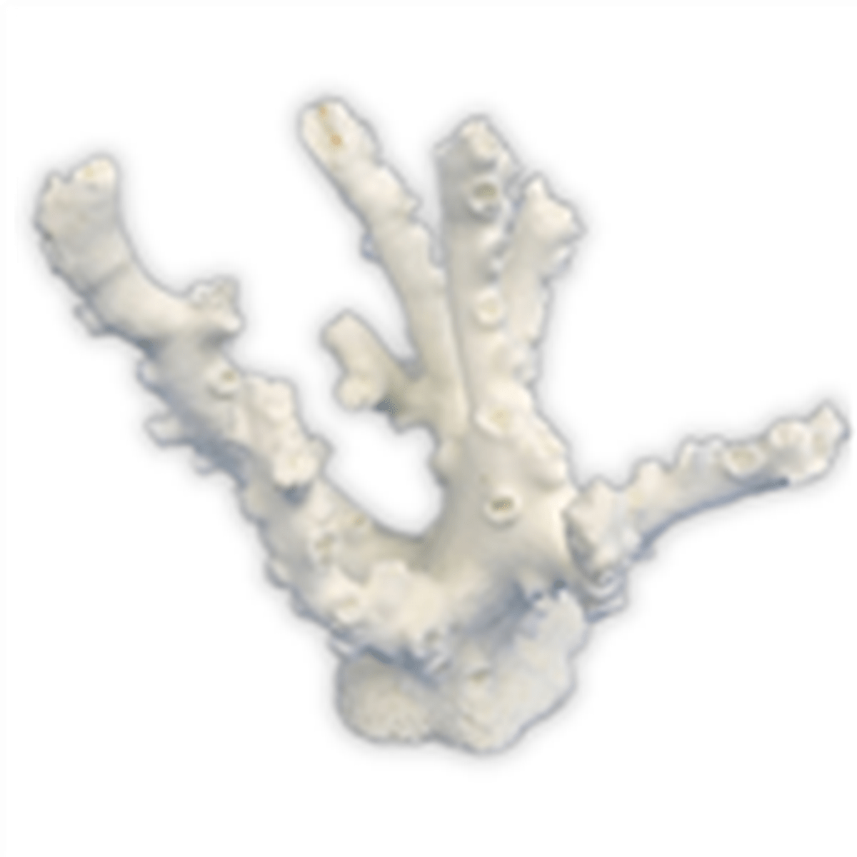 Weco Octopus Coral White - Small Weco