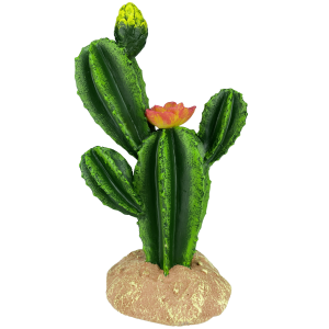 Komodo Flower Cactus