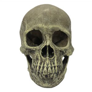 Human Skull Full