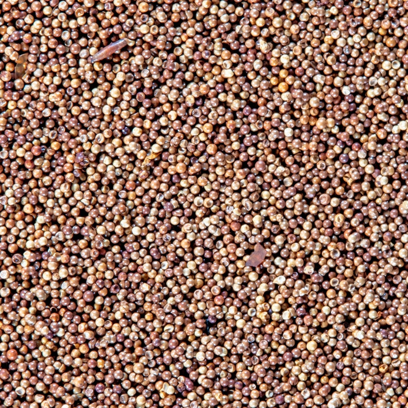 San Francisco Bay Brineshimp Eggs - Jar