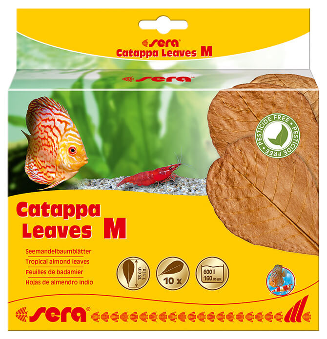 Sera Catappa Leaves M 6.3 - 7.9 in (10 pcs.)
