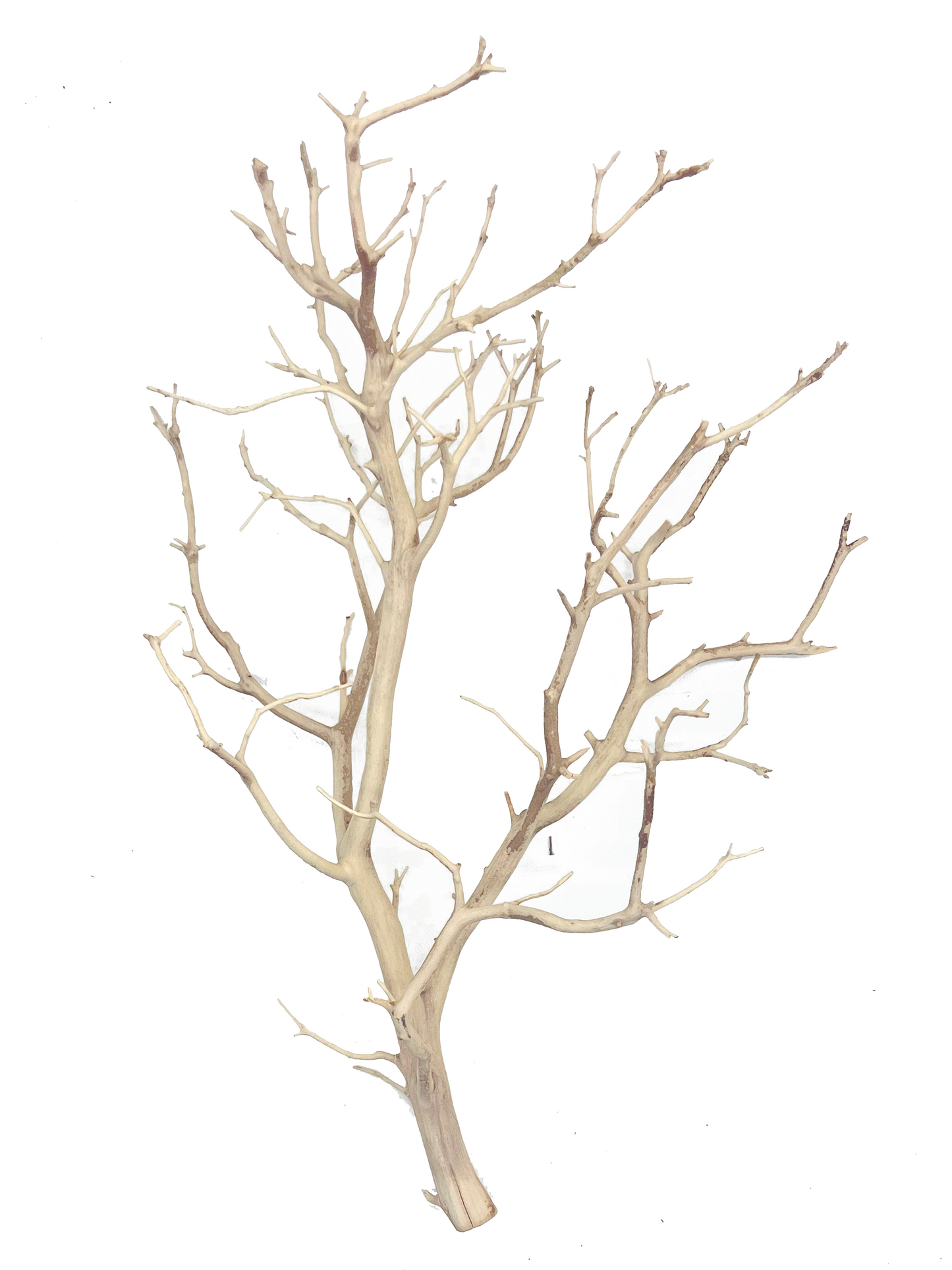 Tideline Naturescapes Naturescapes Manzanita SB 18"