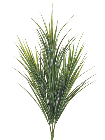 33" Dracaena Bush Green/White