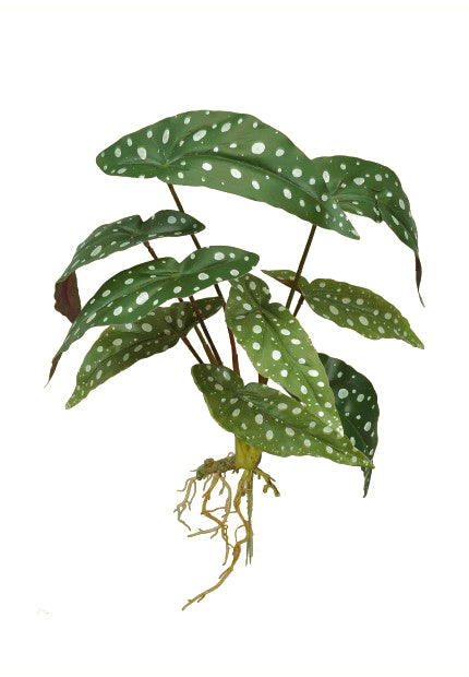 Tideline Naturescapes 15.5" Angel Wings Begonia Plant w/ Roots