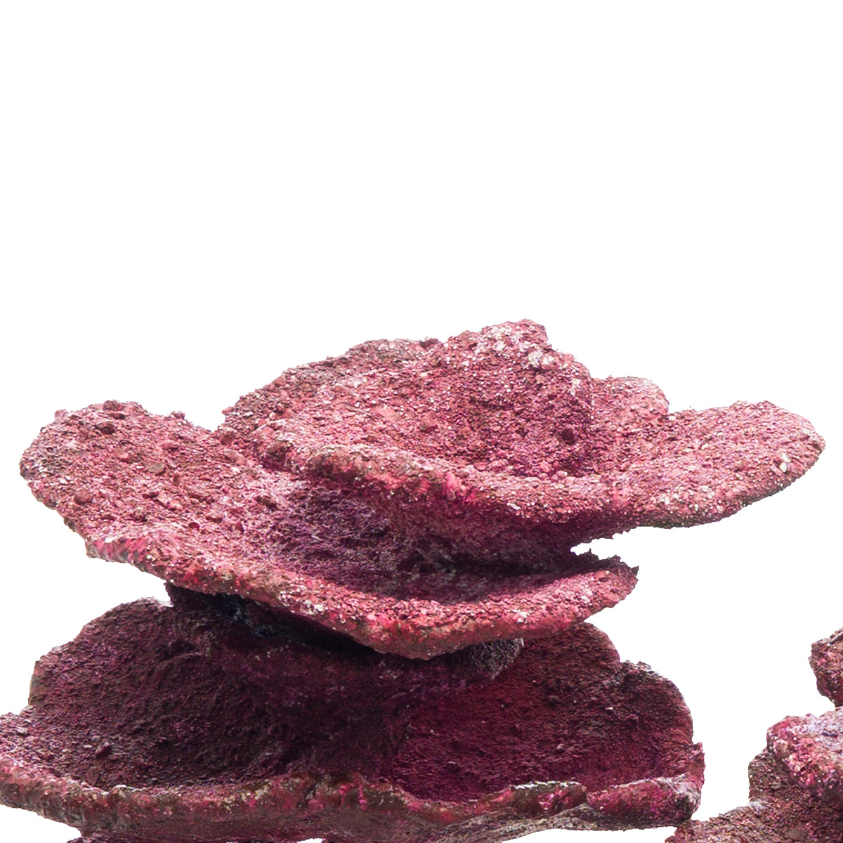 Real Reef Mini Plate Corals 4-6" (10 PC)