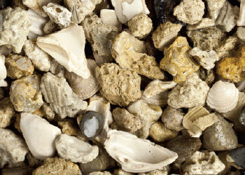 African Cichlid Mix 20lb