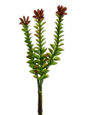 Tideline Naturescapes 8" Crassula Pick Burgundy