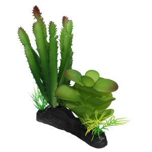 Komodo Cactus and Succulent