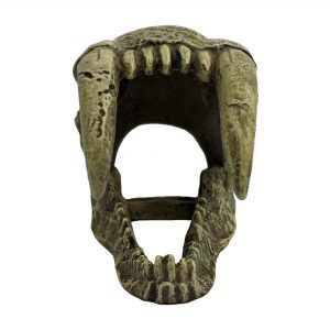 Komodo Larger Saber Tooth Skull