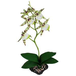 Komodo Spider Orchid w/ Gravel