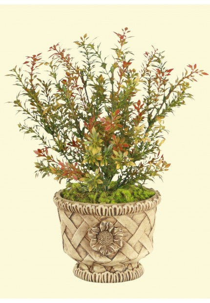 11" Tea Lvs Bush x 6 w/buds RU/RD