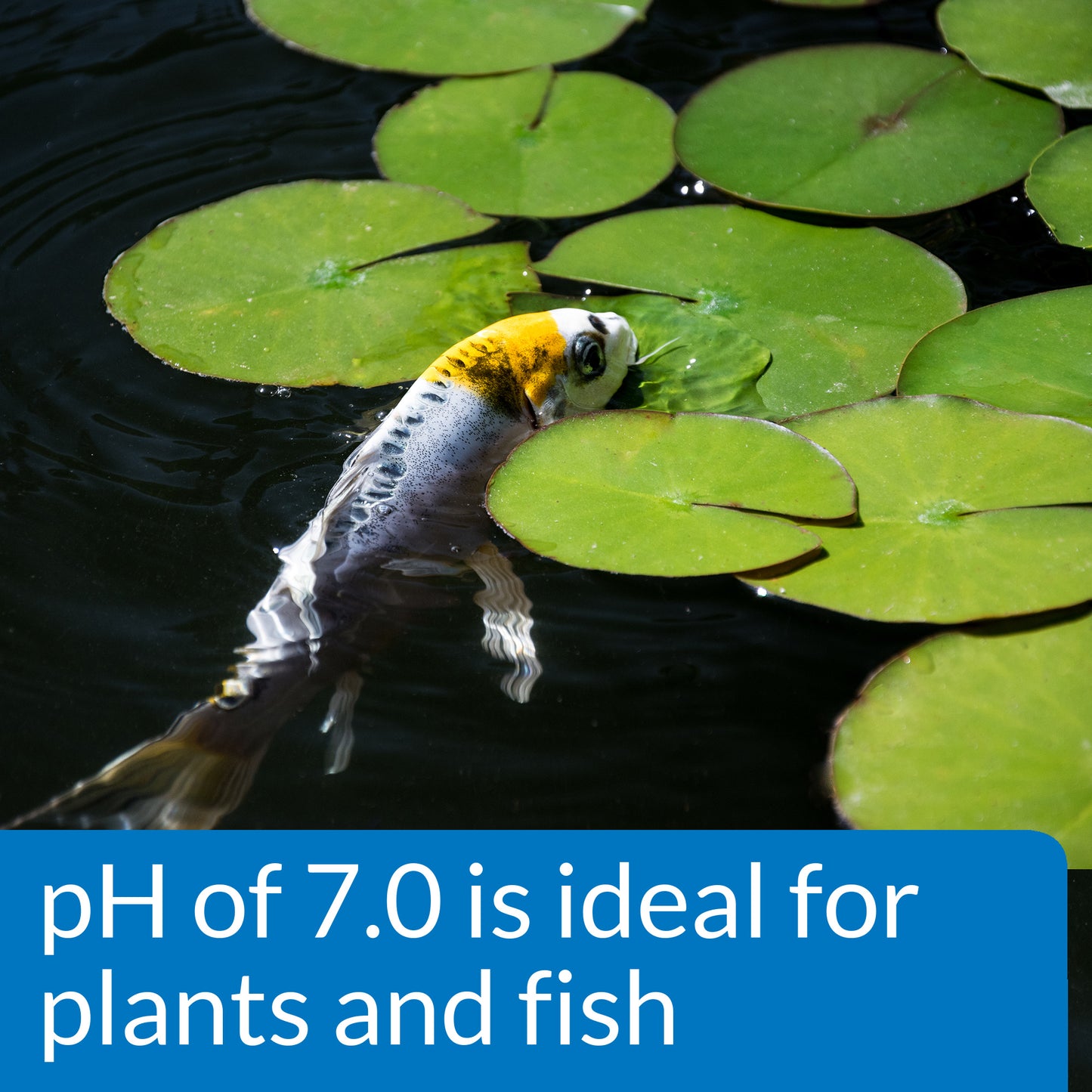 API Pond Liquid Wide Range pH Test Kit API Fishcare API