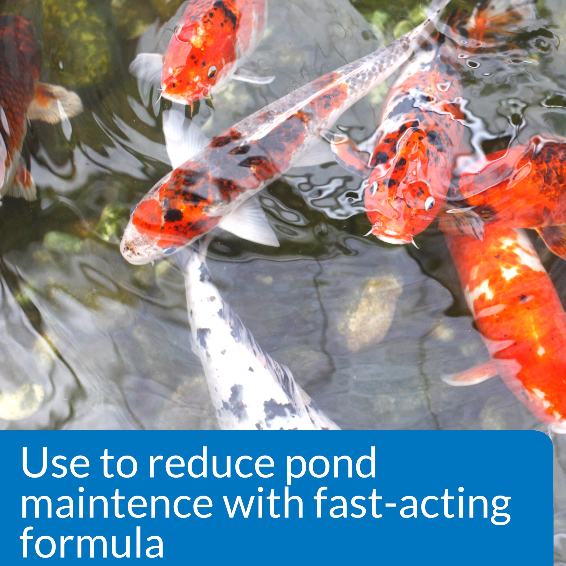 API Pond Simply Clear – 16 oz, 32 oz, 64 oz API Fishcare API