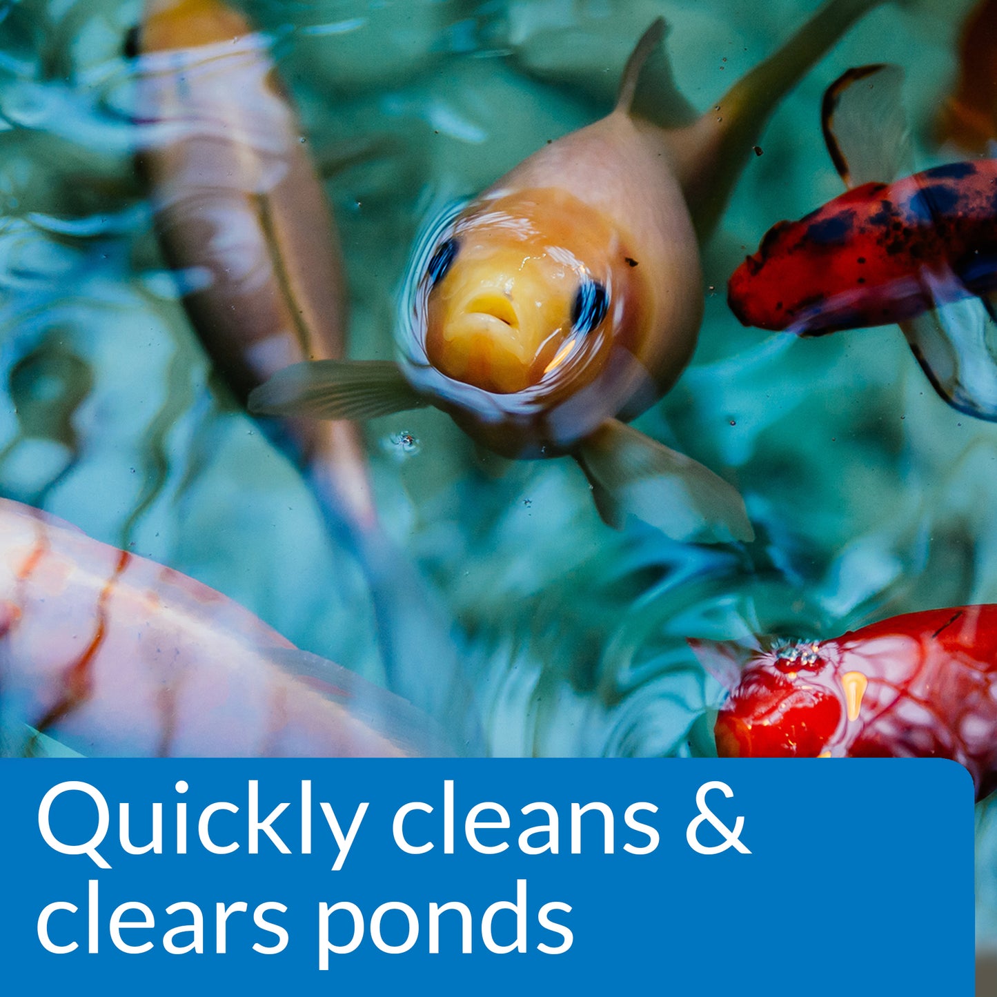 API Pond Simply Clear – 16 oz, 32 oz, 64 oz API Fishcare API