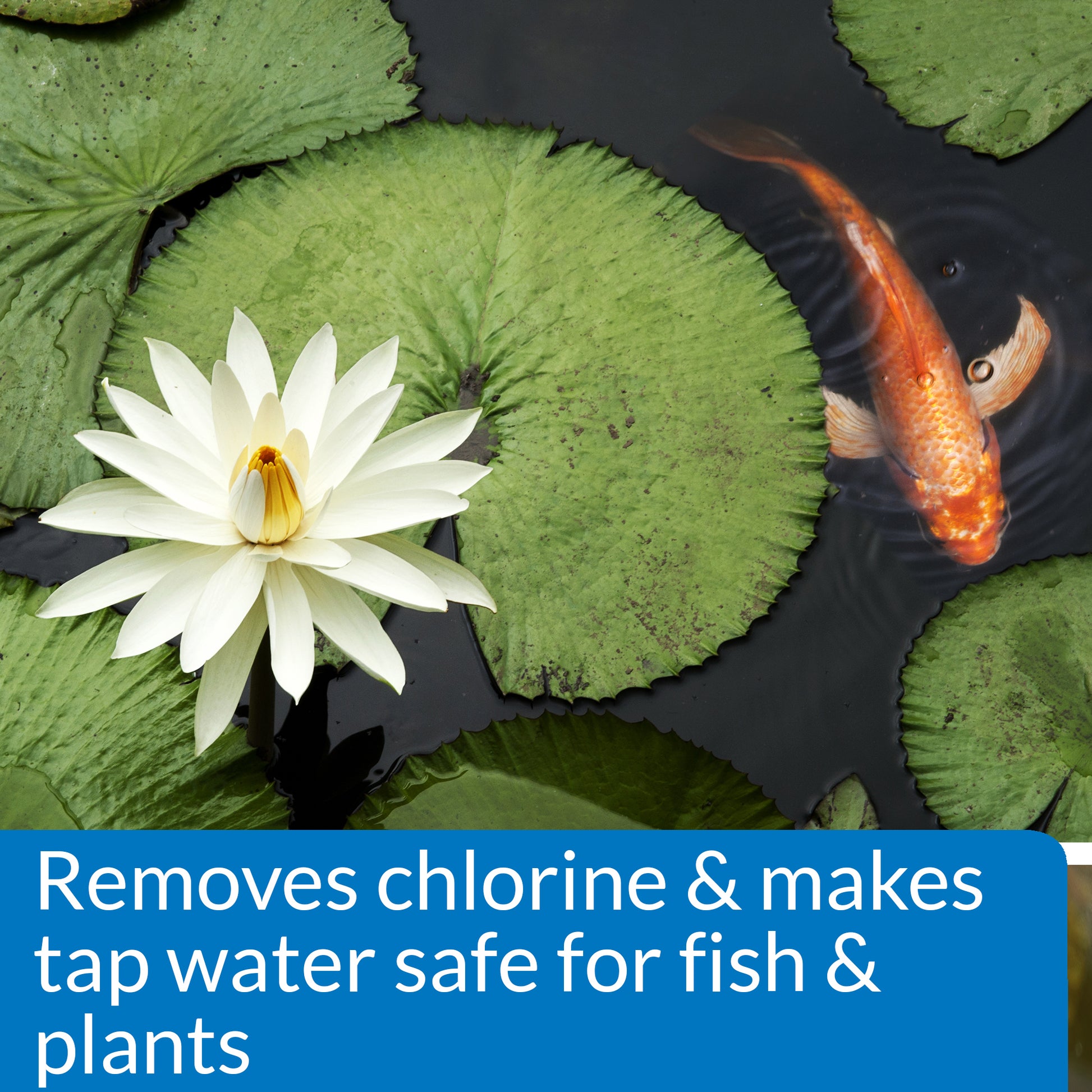 API Pond Chlorine & Heavy Metal Neutralizer – 16 oz, 32 oz API Fishcare API