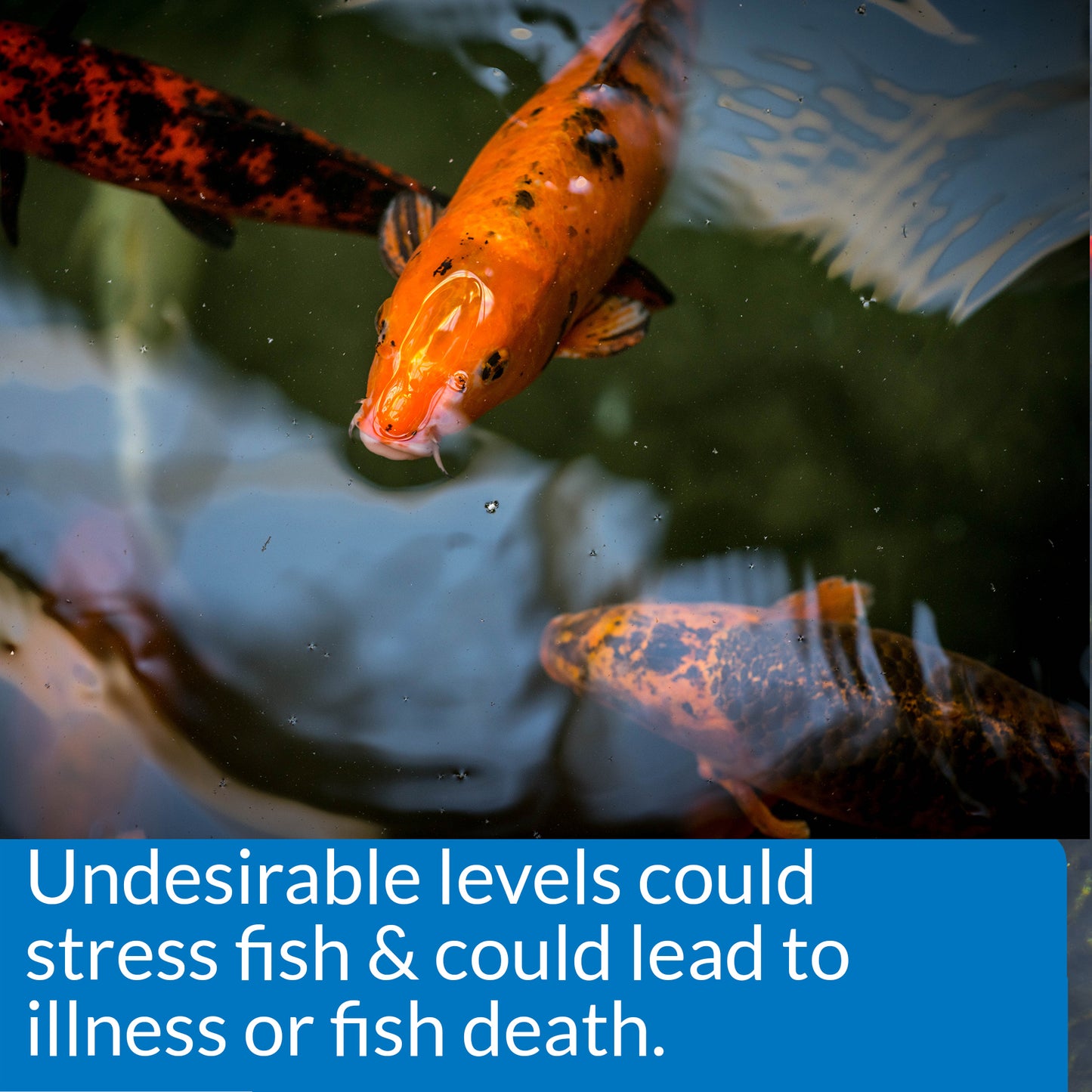 API POND 5-IN-1 TEST STRIPS API Fishcare API