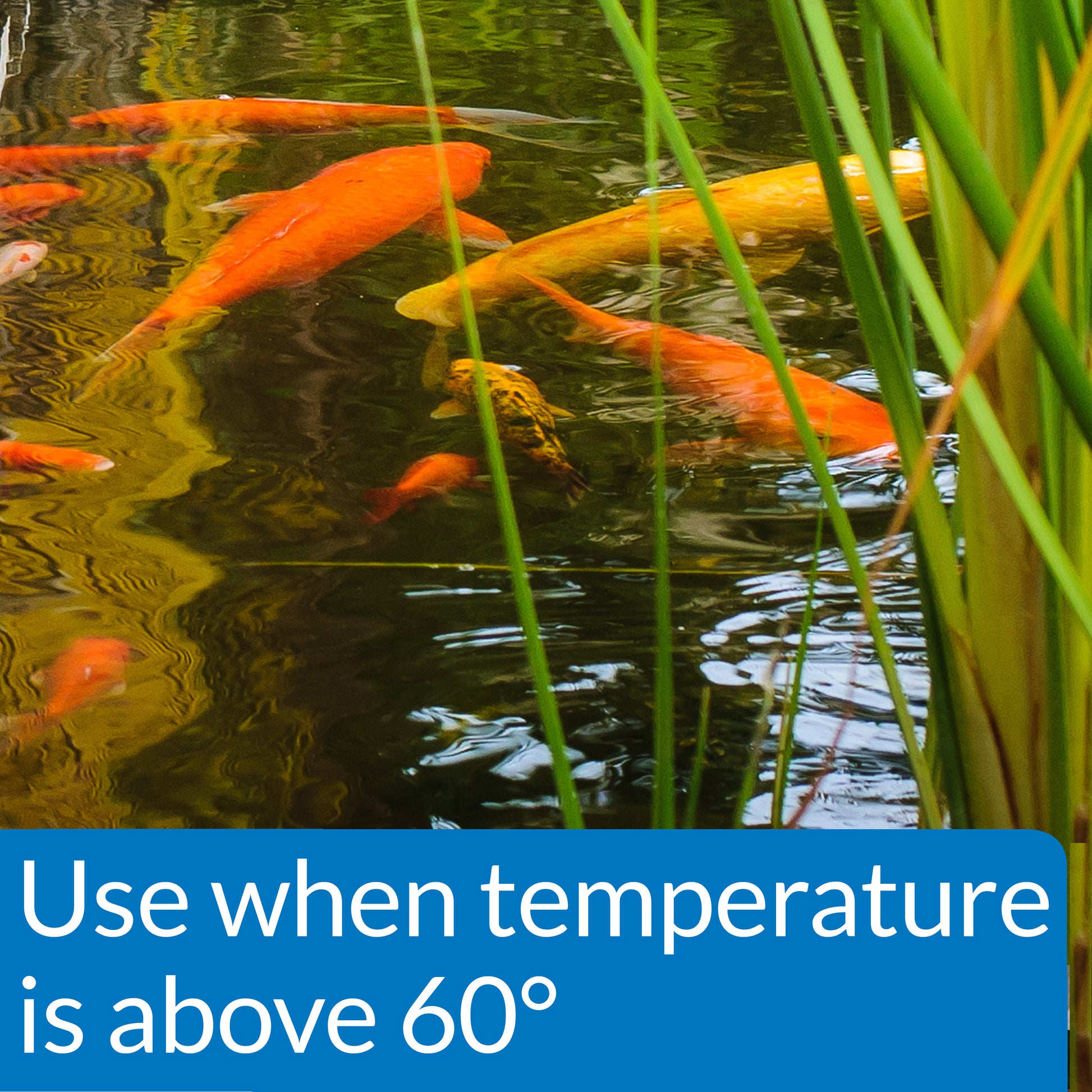 Pond Fish Food – 4 mm Pellets, 11.5 oz, 1.56 lb, 2.68 lb API Fishcare API