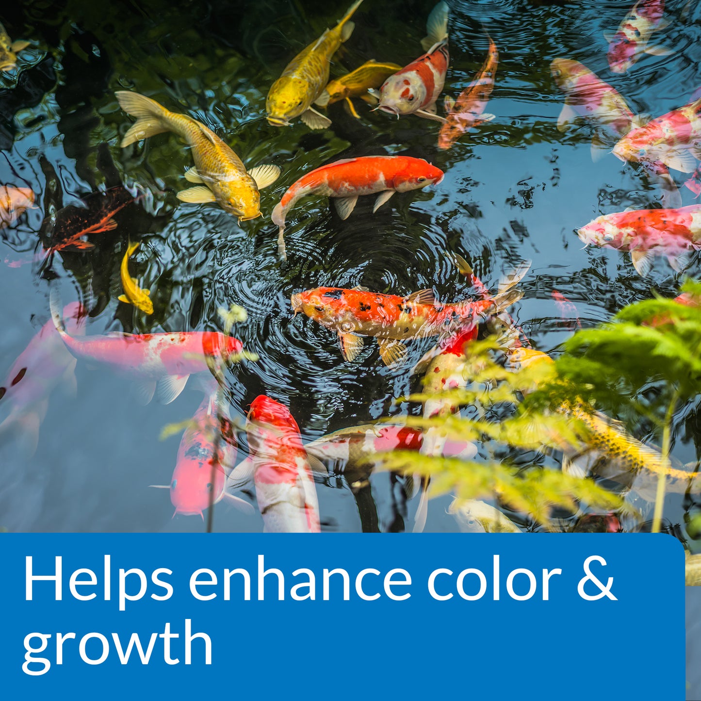 Pond Fish Food – 4 mm Pellets, 11.5 oz, 1.56 lb, 2.68 lb API Fishcare API