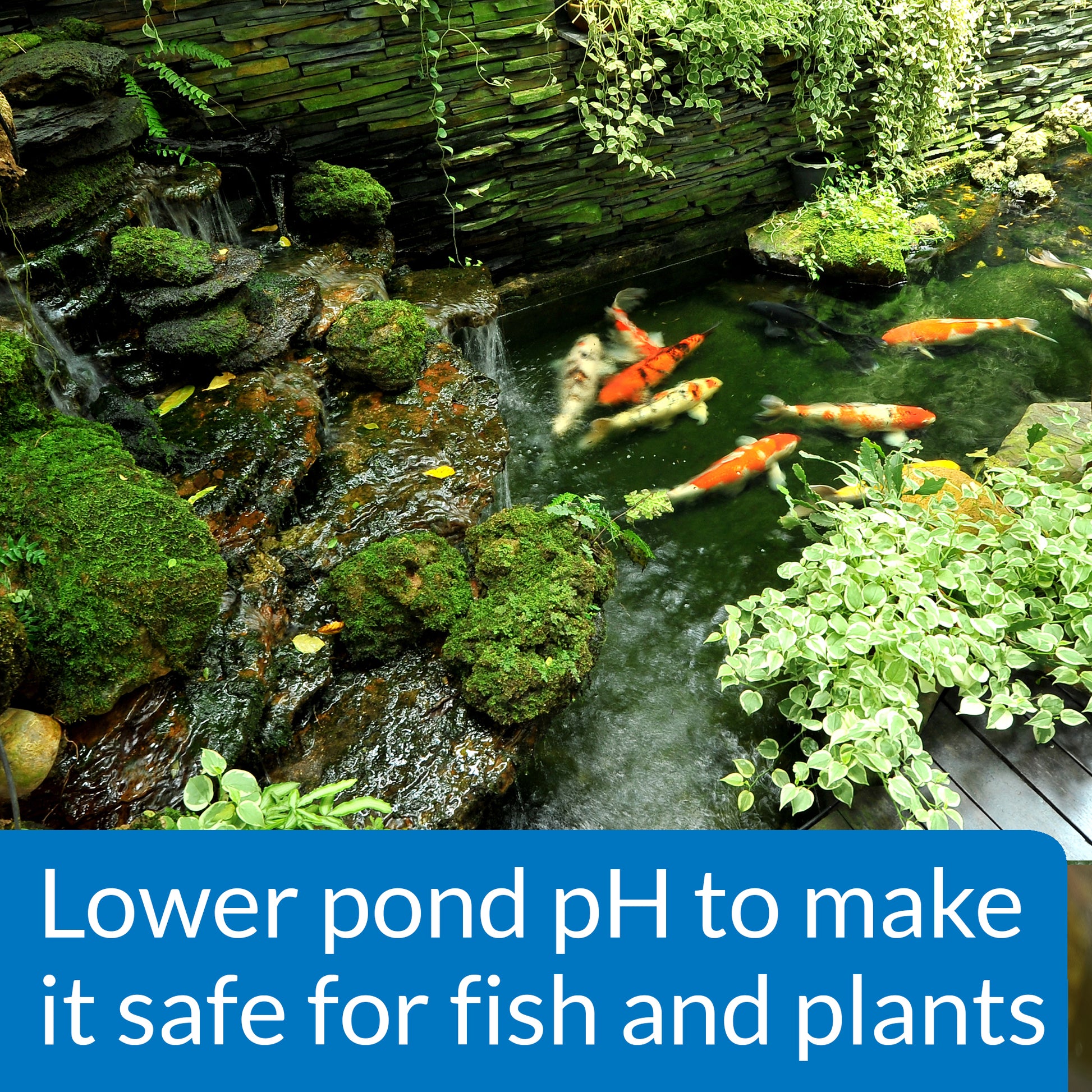 API Pond pH Down – 16 oz API Fishcare API