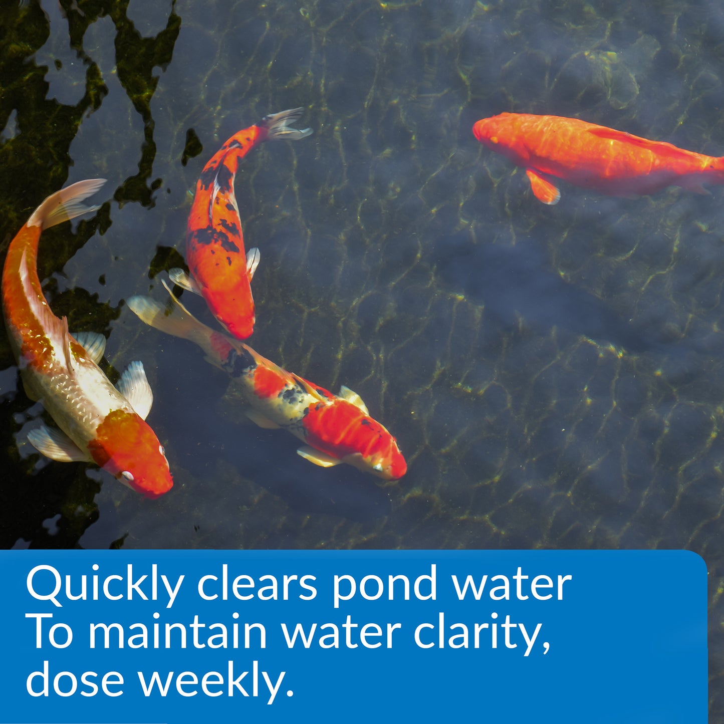 API Pond Accu-Clear Pond Water Clarifier – 16 oz, 32 oz, 64 oz, 1 Gal API Fishcare API