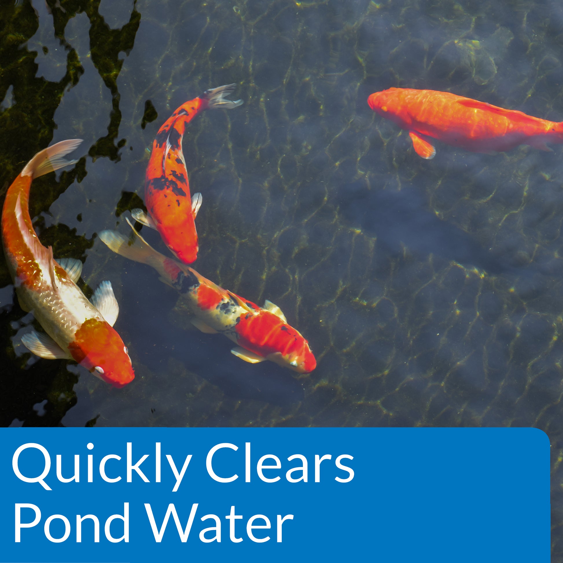 API Pond Accu-Clear Pond Water Clarifier – 16 oz, 32 oz, 64 oz, 1 Gal API Fishcare API