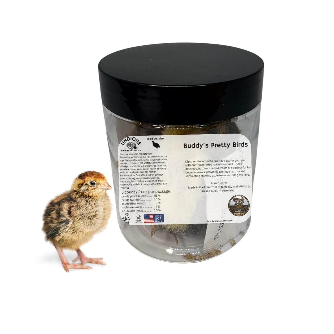 Whole Quail Chick for Carnivore Pets - Natural Prey Feeding - Quality Protein Source Medium Size Chicks