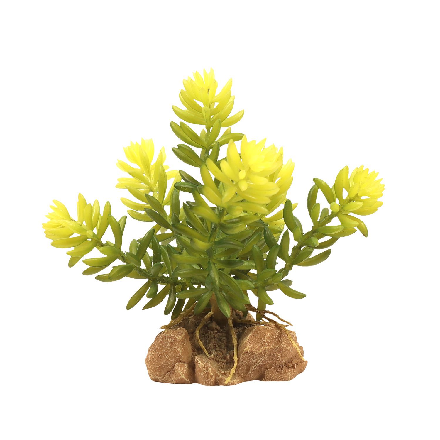 Zoo Med Desert Flora – Burro’s Tail Zoo-Med