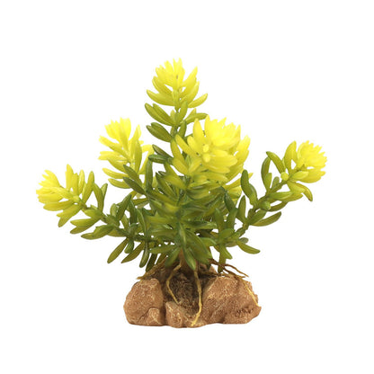 Zoo Med Desert Flora – Burro’s Tail Zoo-Med